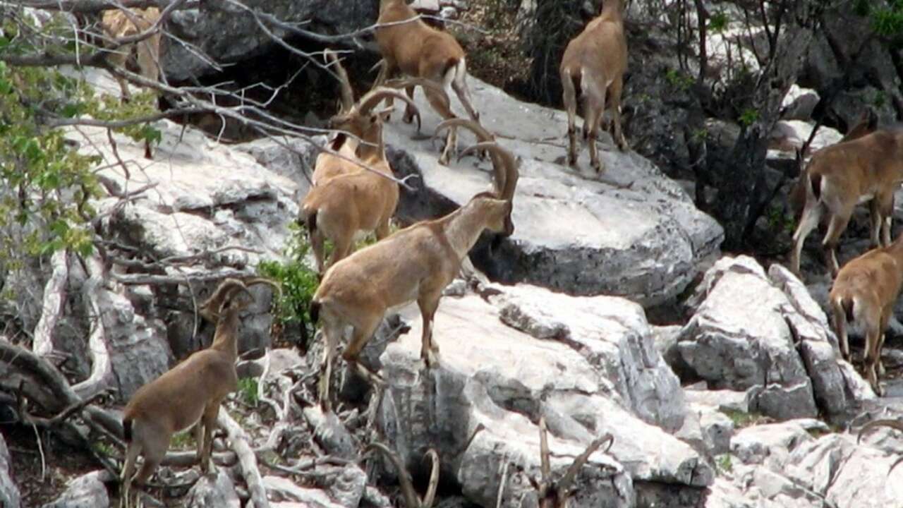 Akseki’de Yaban Keçisi Popülasyonu Artıyor 3